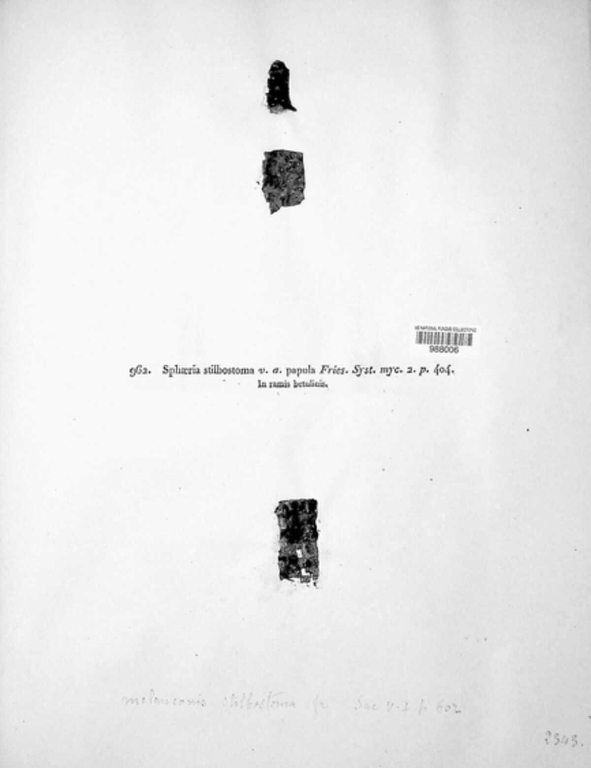 Melanconis stilbostoma image